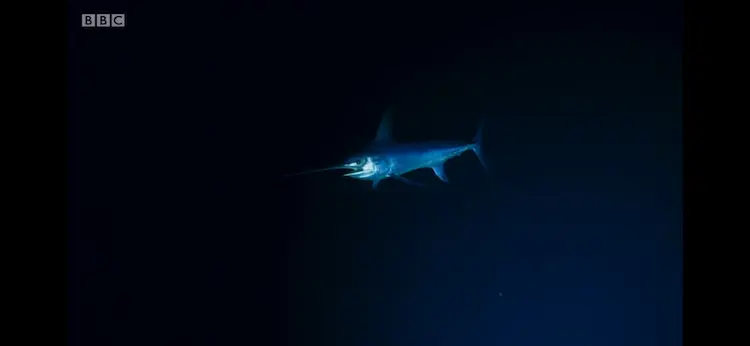 Swordfish (Xiphias gladius) as shown in Blue Planet II - The Deep